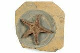 Exceptionally Preserved Fossil Starfish - Morocco #244129-2